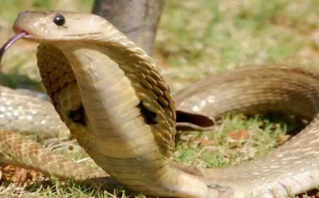 घर में सो रहे परिवार के तीन लोगो को सांप ने कटा हुई मौके पर मौत