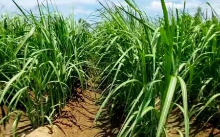 किसान के खेत मे गिरा सरकारी पेड़, फसल हुआ बर्बाद