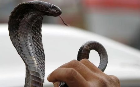 पत्नी से पीड़ित पतिं ने  गुस्से में  गले में लटका लिया कोबरा सांप,हो गया कांड