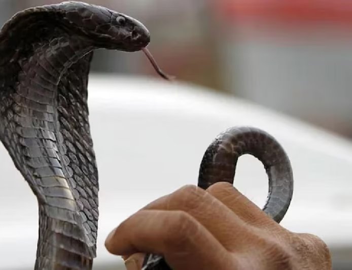 पत्नी से पीड़ित पतिं ने  गुस्से में  गले में लटका लिया कोबरा सांप,हो गया कांड