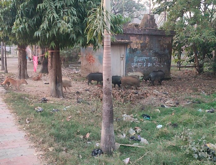 सामुदायिक स्वास्थ्य केंद्र बना सुवरों का अड्डा, जिम्मेदार कौन?