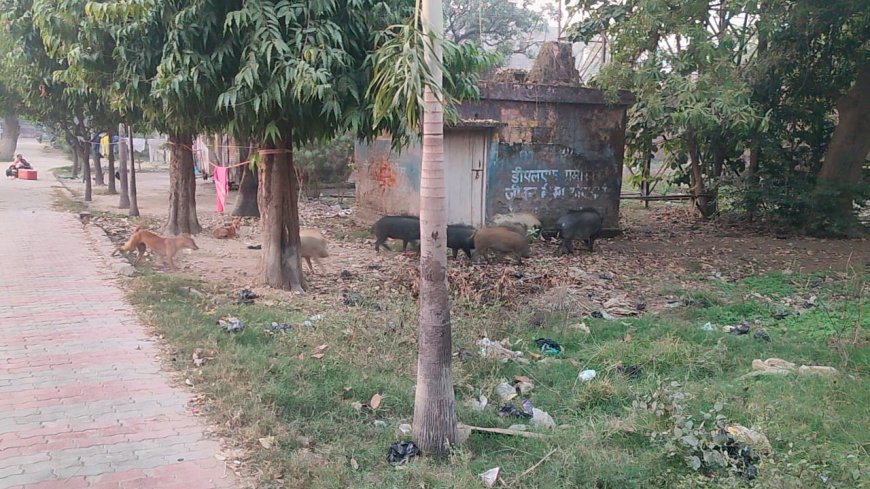 सामुदायिक स्वास्थ्य केंद्र बना सुवरों का अड्डा, जिम्मेदार कौन?